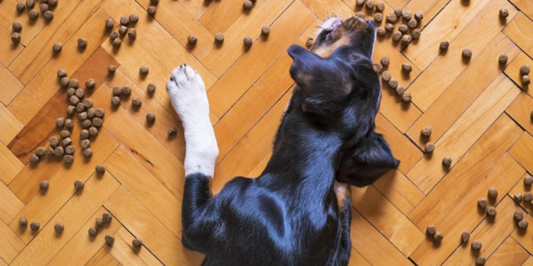 Right products and choosing innovation in nutrition for our pets