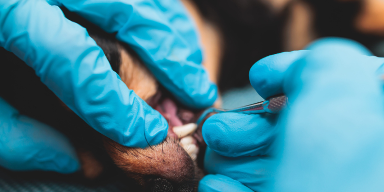 An expert talks: the best the best dental care for dog